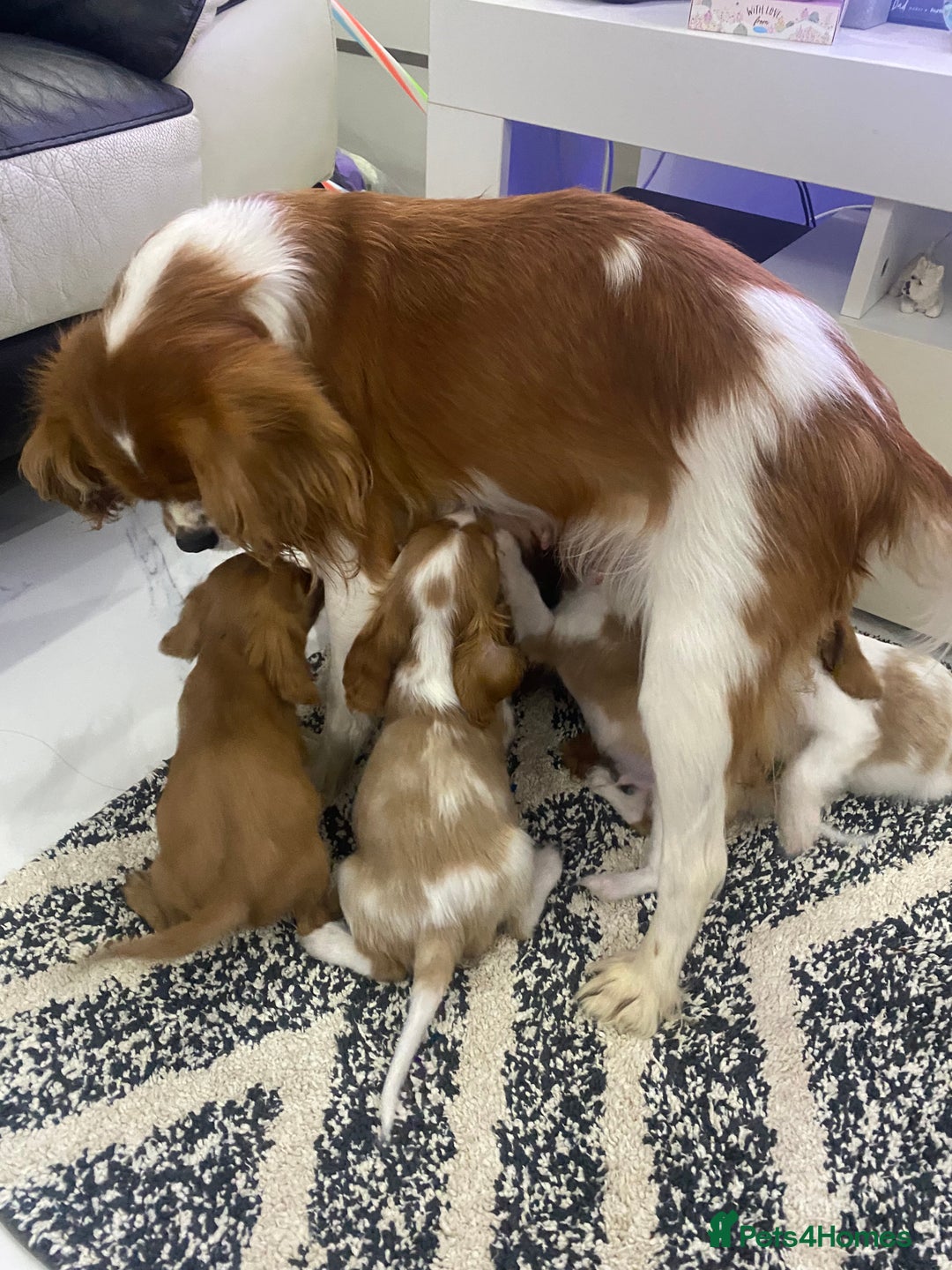 Cavalier King Charles Spaniel dogs for sale: pure cavalier king Charles spaniel - Image 2