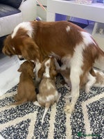 Cavalier King Charles Spaniel dogs - Advert 2