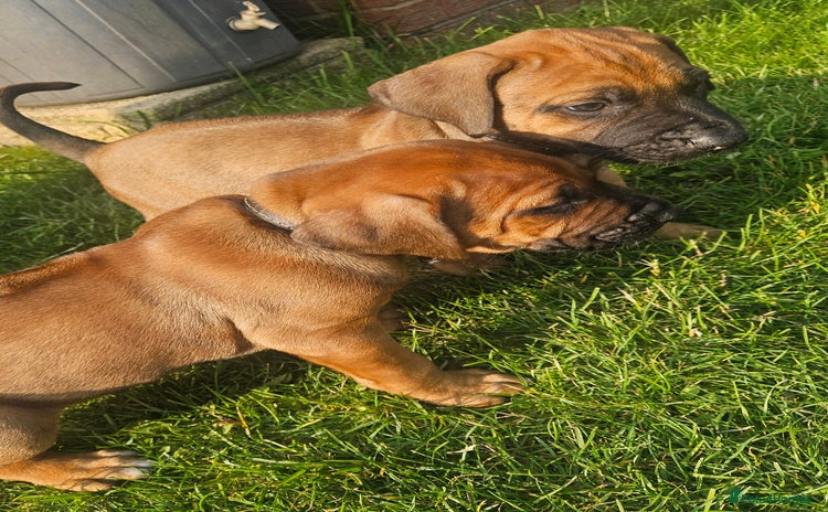 Rhodesian Ridgeback dogs - Advert 2