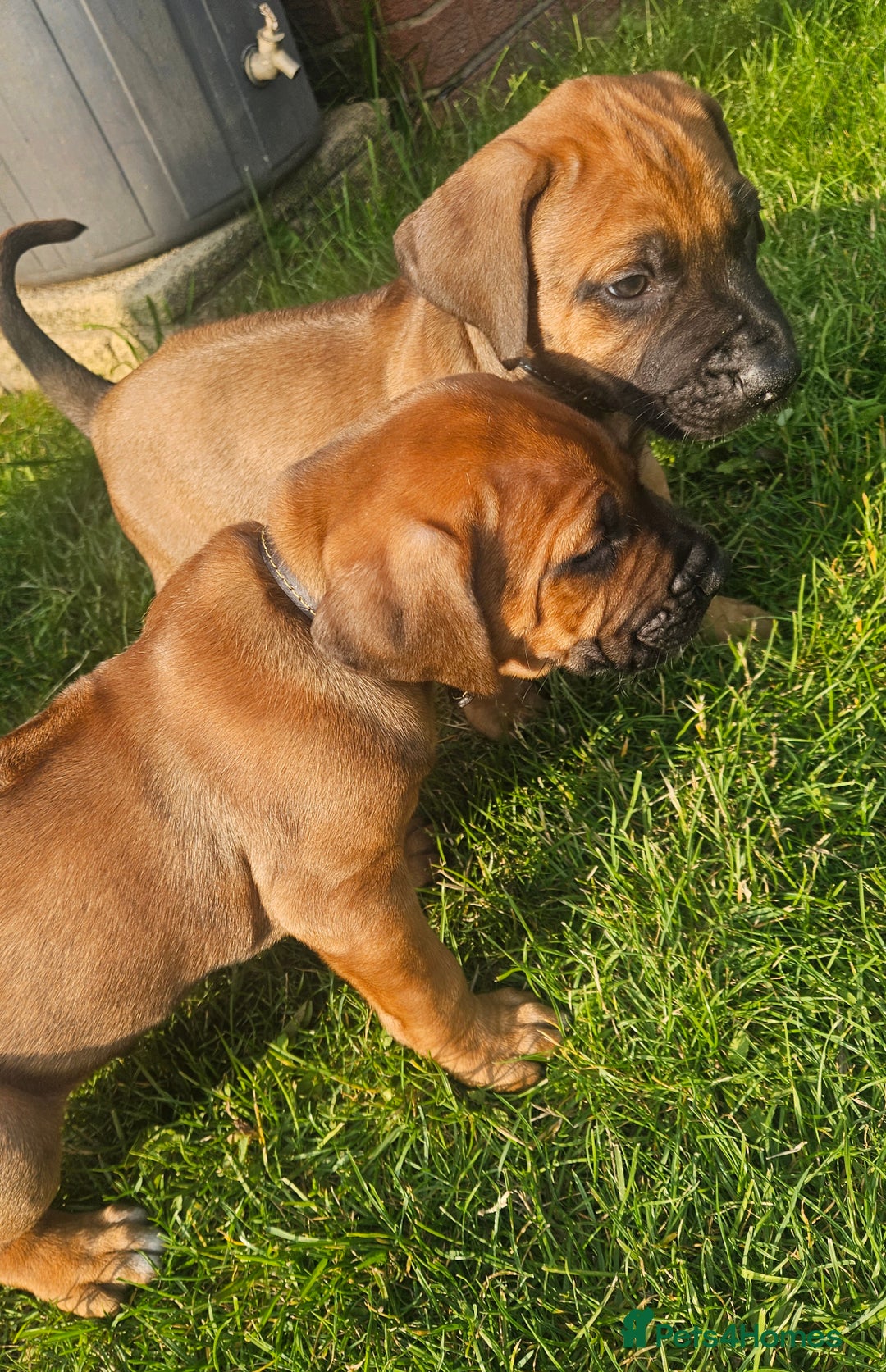 Rhodesian Ridgeback dogs for sale: Rhodesian ridgeback puppies - Image 1