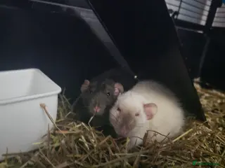 Rat rodents Two Female Siamese Dumbo - Advert 1