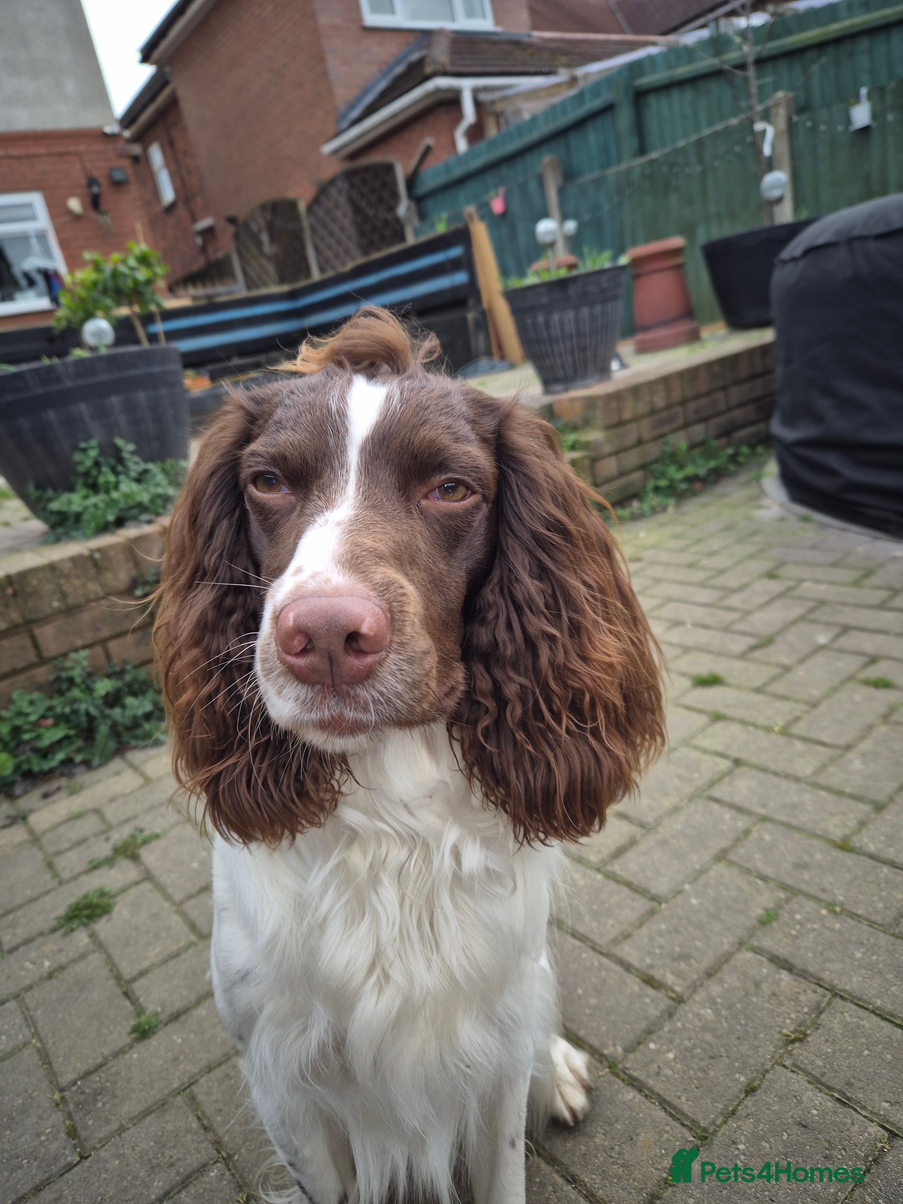 English Springer Spaniel dogs PROVEN ESS for stud amazing genealogy NOT FOR SALE in Tamworth - Advert 11