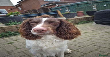 English Springer Spaniel dogs in Tamworth - Advert 4