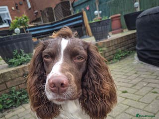 English Springer Spaniel dogs PROVEN ESS for stud amazing genealogy NOT FOR SALE in Tamworth - Advert 2