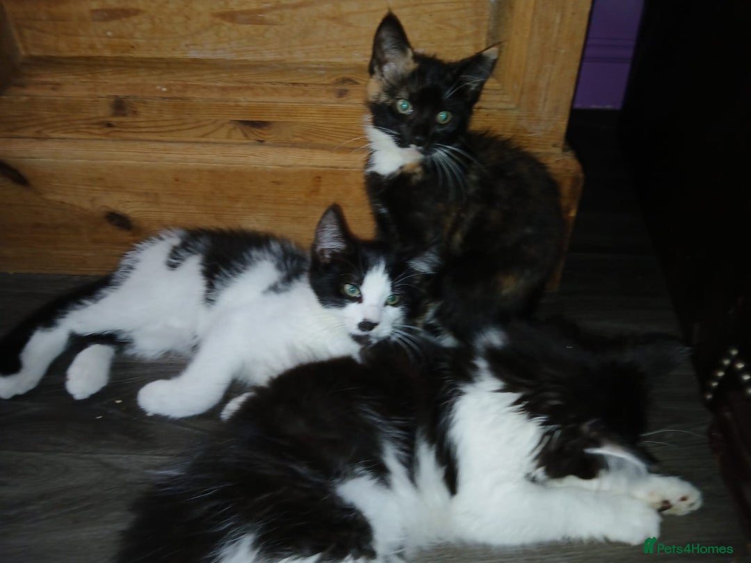 Maine Coon cats for sale:  Vet check. Full Vaccinated. Microchiped kittens in Sudbury - Image 30