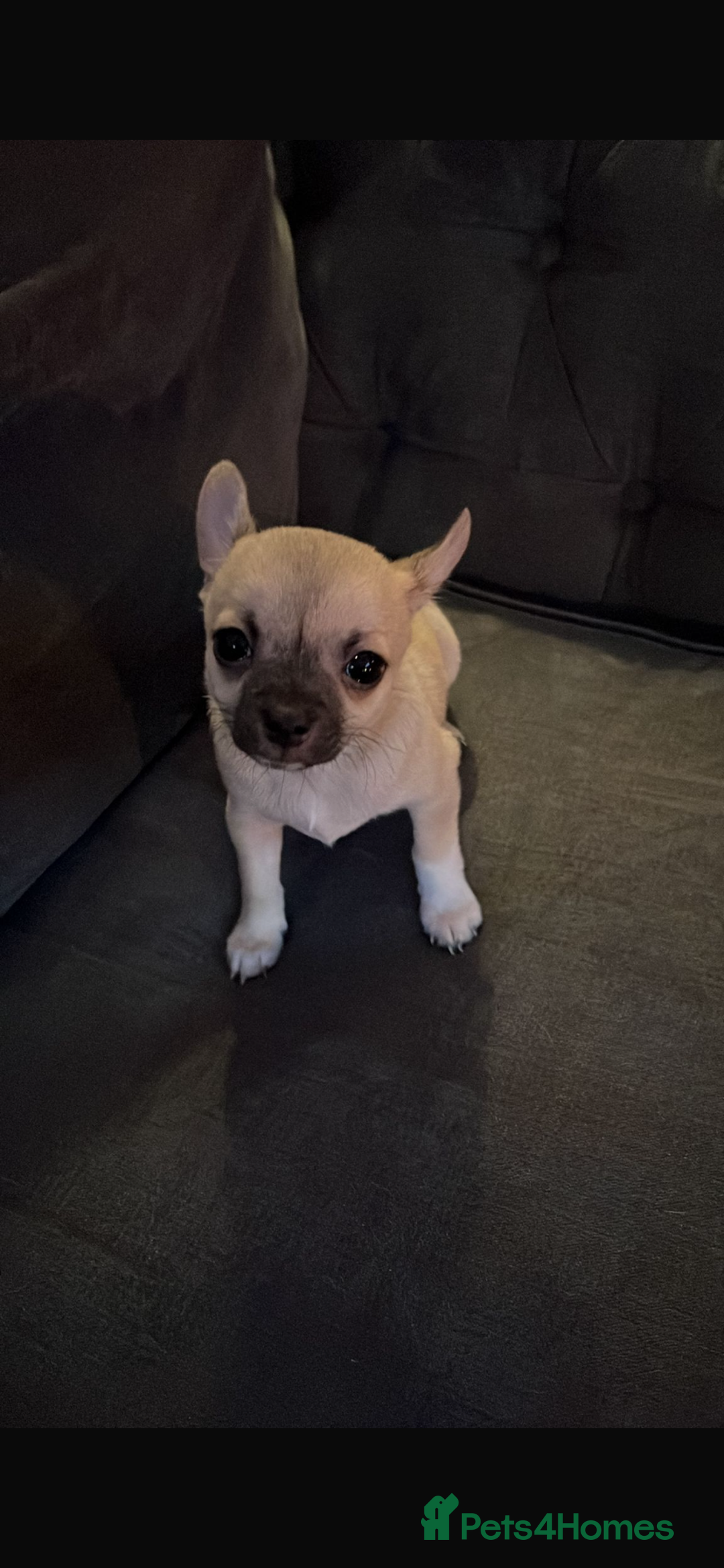 Chihuahua dogs for sale: ❤️ Last little boy ready for his forever home ❤️ - Advert 38