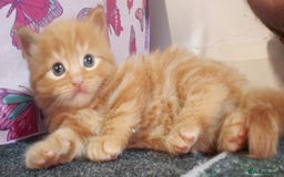 British Longhair cats for sale: 3 longhaired ginger kittens  - Image 6