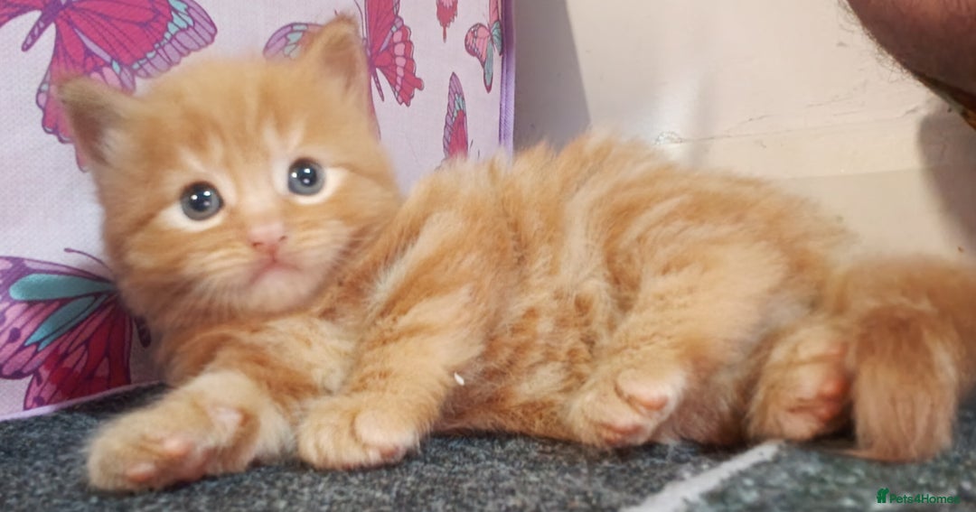 British Longhair cats for sale: 3 longhaired ginger kittens  - Image 6
