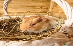 Guinea Pig rodents for sale: 3 baby guinea pigs  - Image 2