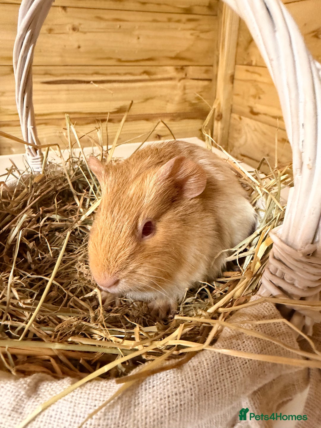 Guinea Pig rodents for sale: 3 baby guinea pigs  - Image 2