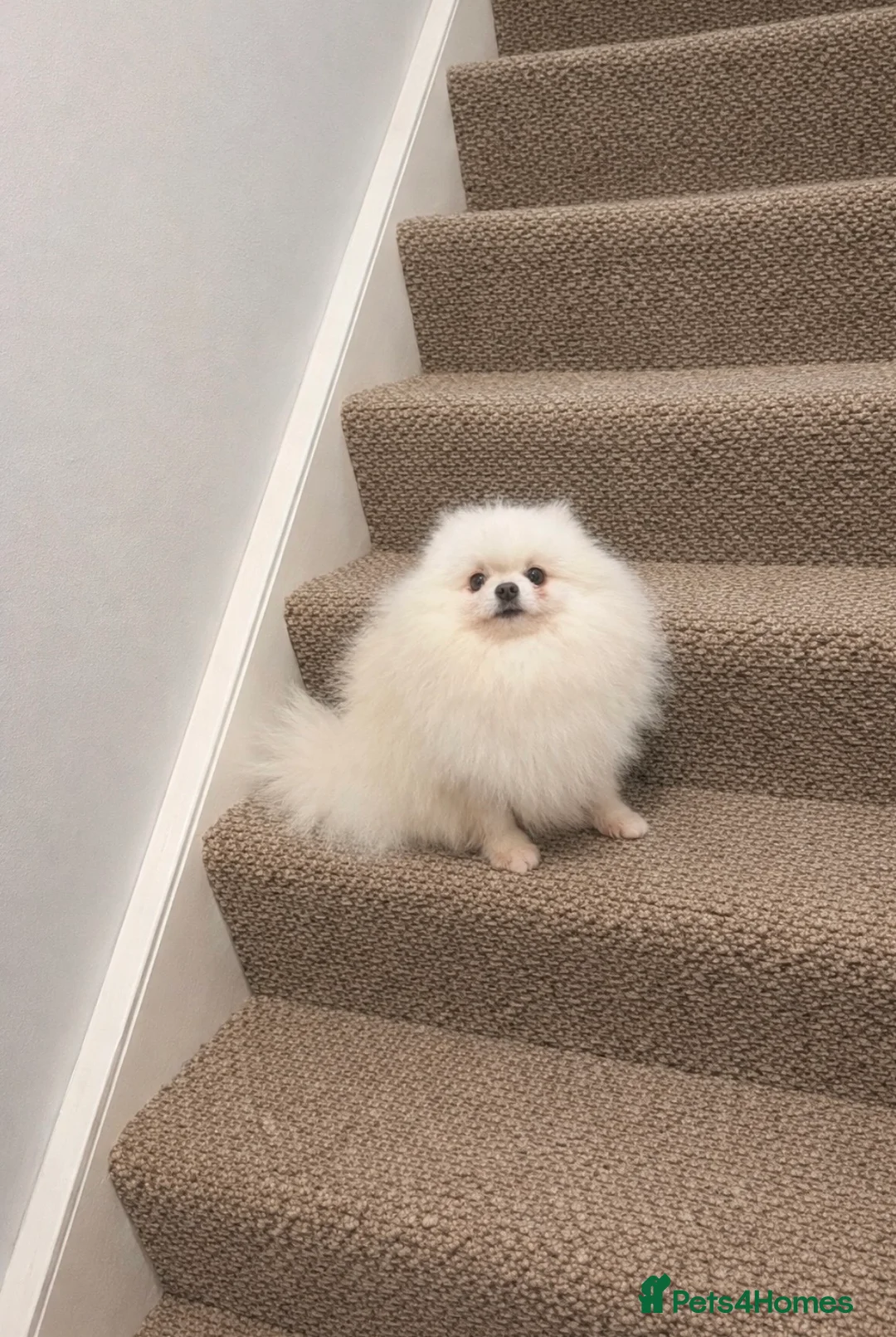 Pomeranian dogs for sale: Quality Teddy Face Boy - Advert 3