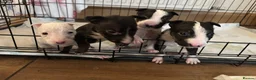 English Bull Terrier dogs for sale: Ready to leave now  - Advert 7