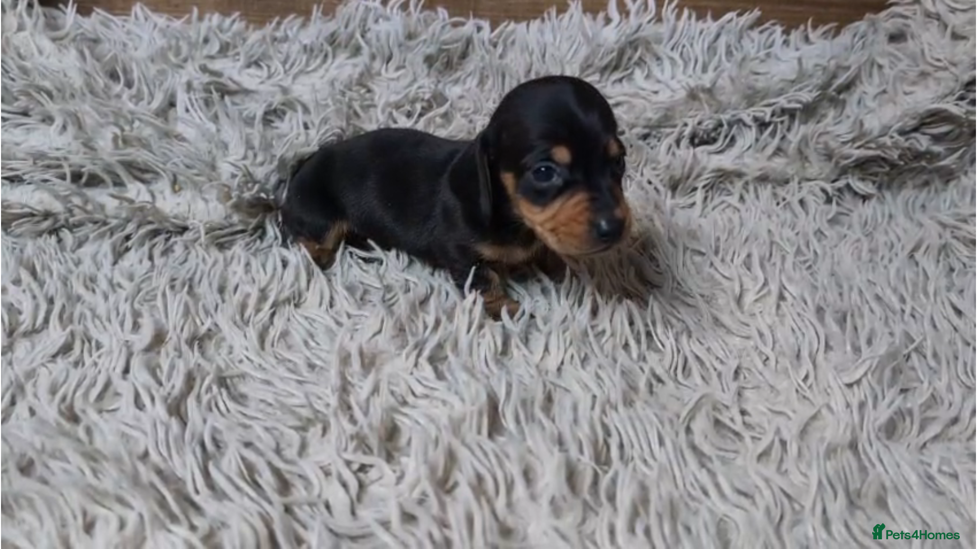 Miniature Dachshund dogs KC registered Smooth Hair Mini Dachshund Puppies  - Advert 5