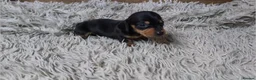 Miniature Dachshund dogs for sale: Mini Dachshund Puppies KC Ready start of March 🐾 - Advert 10