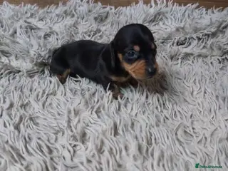 Miniature Dachshund dogs KC registered Smooth Hair Mini Dachshund Puppies - Advert 5