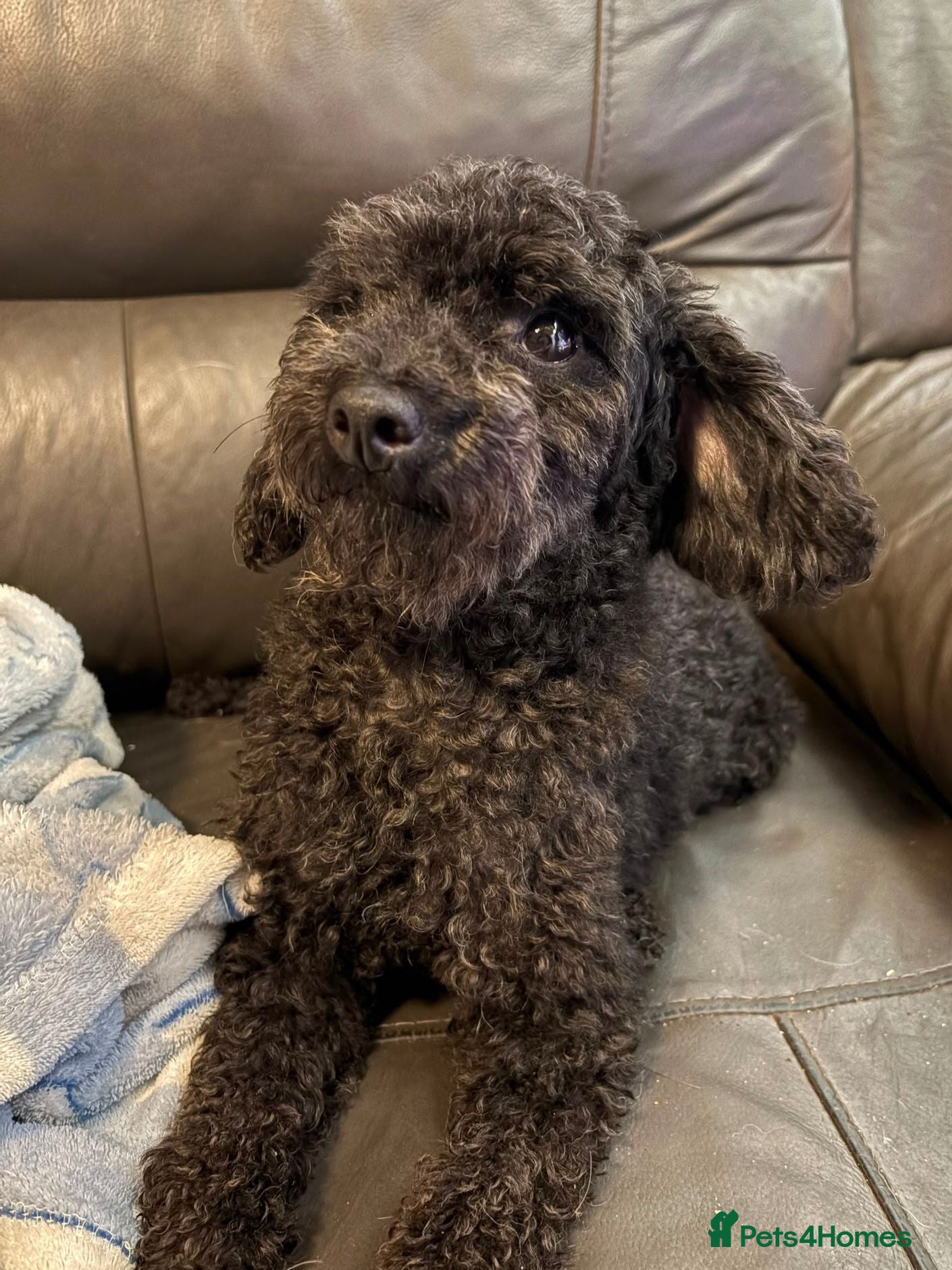 Poodle dogs Beautiful Poodle Puppies - Advert 2