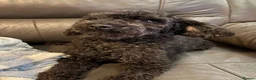 Poodle dogs for sale: Beautiful Poodle Puppies - Advert 2