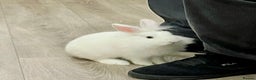 Lionhead rabbits for sale: 2 lion head rabbits  - Advert 3