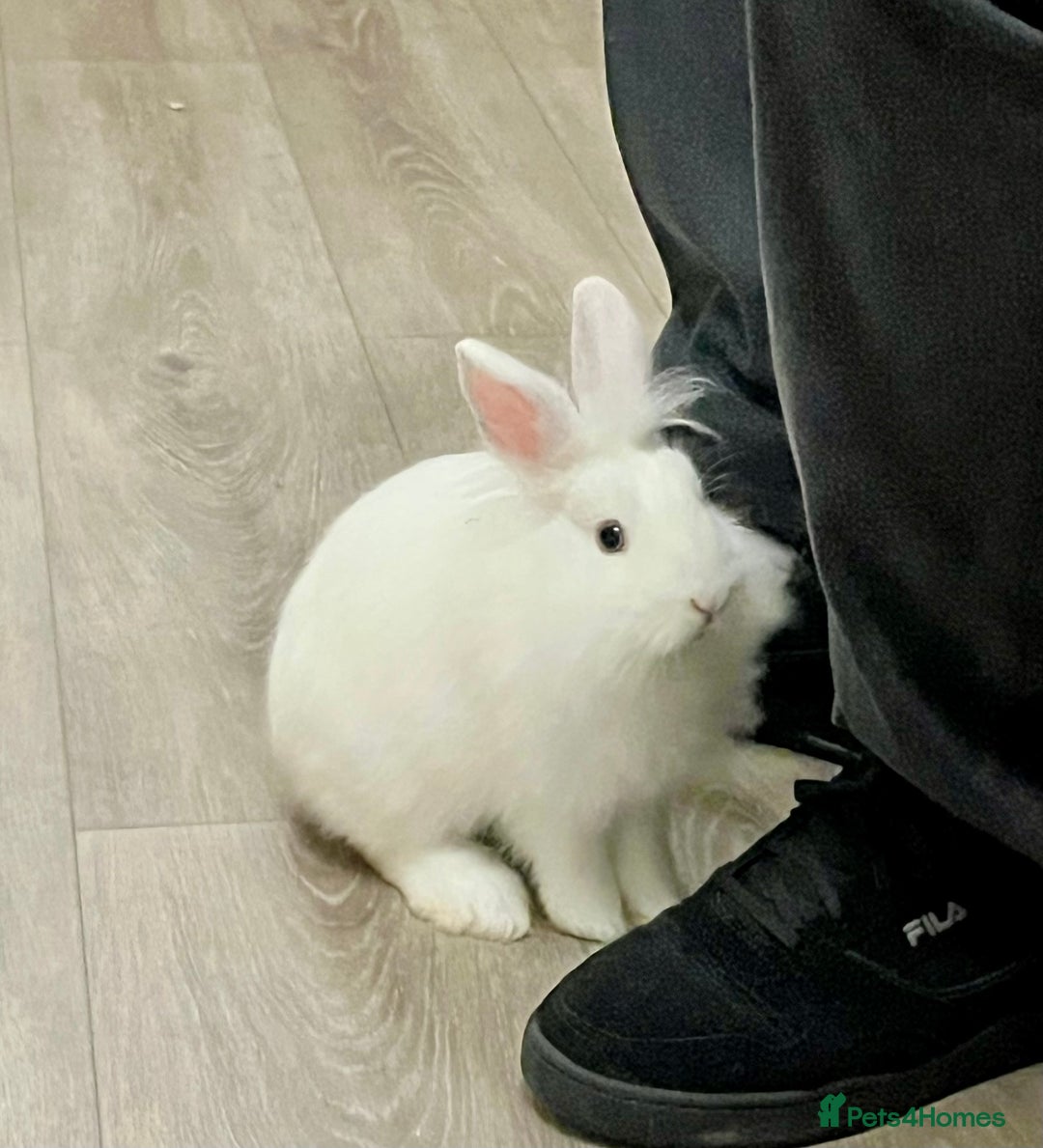 Lionhead rabbits for sale: 2 lion head rabbits  - Advert 3