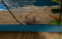 Hamster rodents for sale: Gorgeous female Syrian hamster 8 weeks old  - Image 5