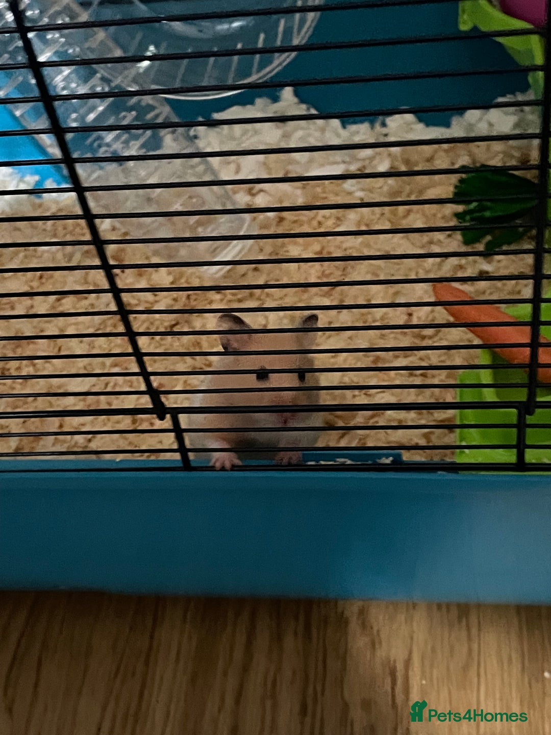 Hamster rodents for sale: Gorgeous female Syrian hamster 8 weeks old  - Image 5