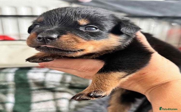 Rottweiler dogs - Advert 7