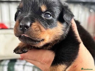 Rottweiler dogs - Advert 11