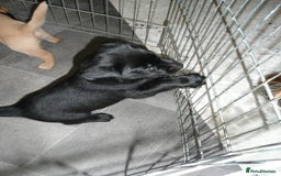 Labrador Retriever dogs for sale: Labrador puppies -1 black girl & 3 black boys left - Image 26