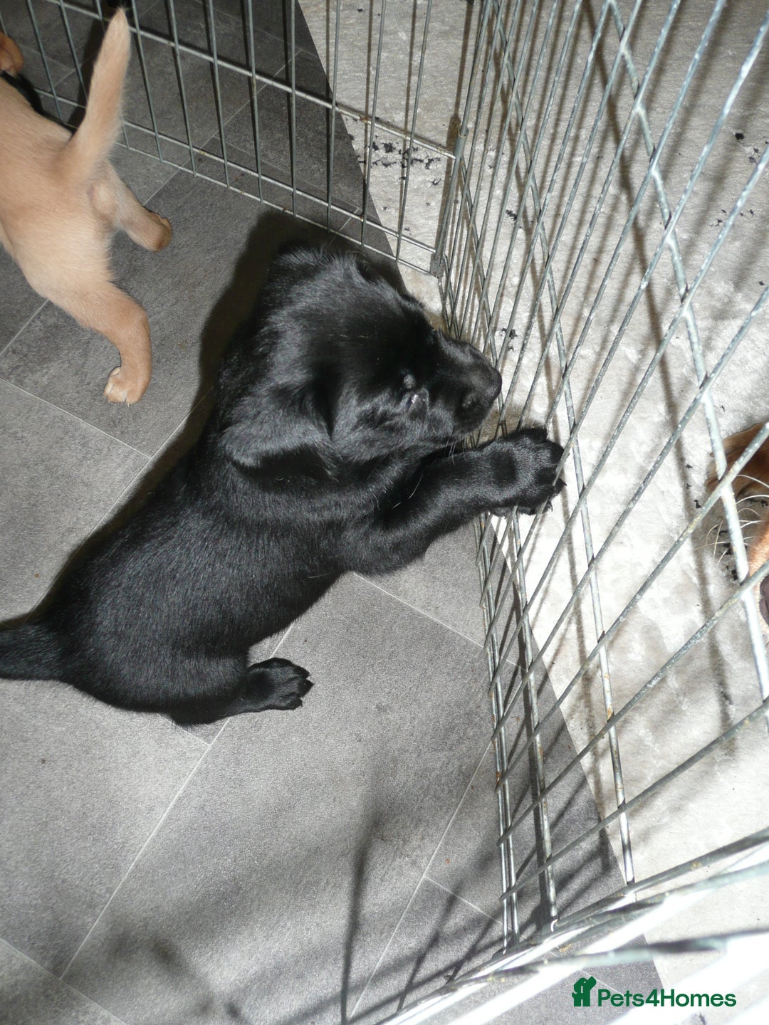 Labrador Retriever dogs for sale: Labrador puppies -1 black girl & 3 black boys left - Image 26