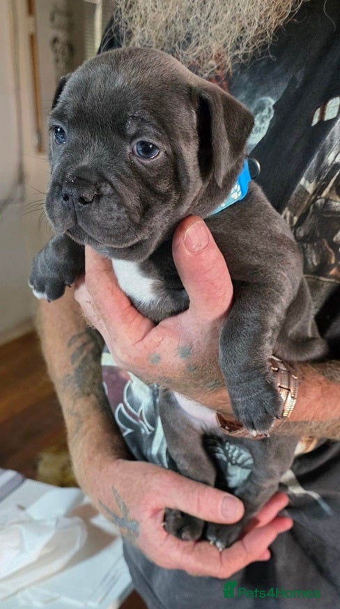 Staffordshire Bull Terrier dogs for sale: Energetic staffy playful puppies for new families. in Rugby - Advert 5