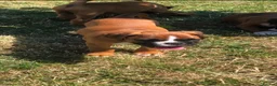 Boxer dogs for sale: Boxer pups  - Advert 3