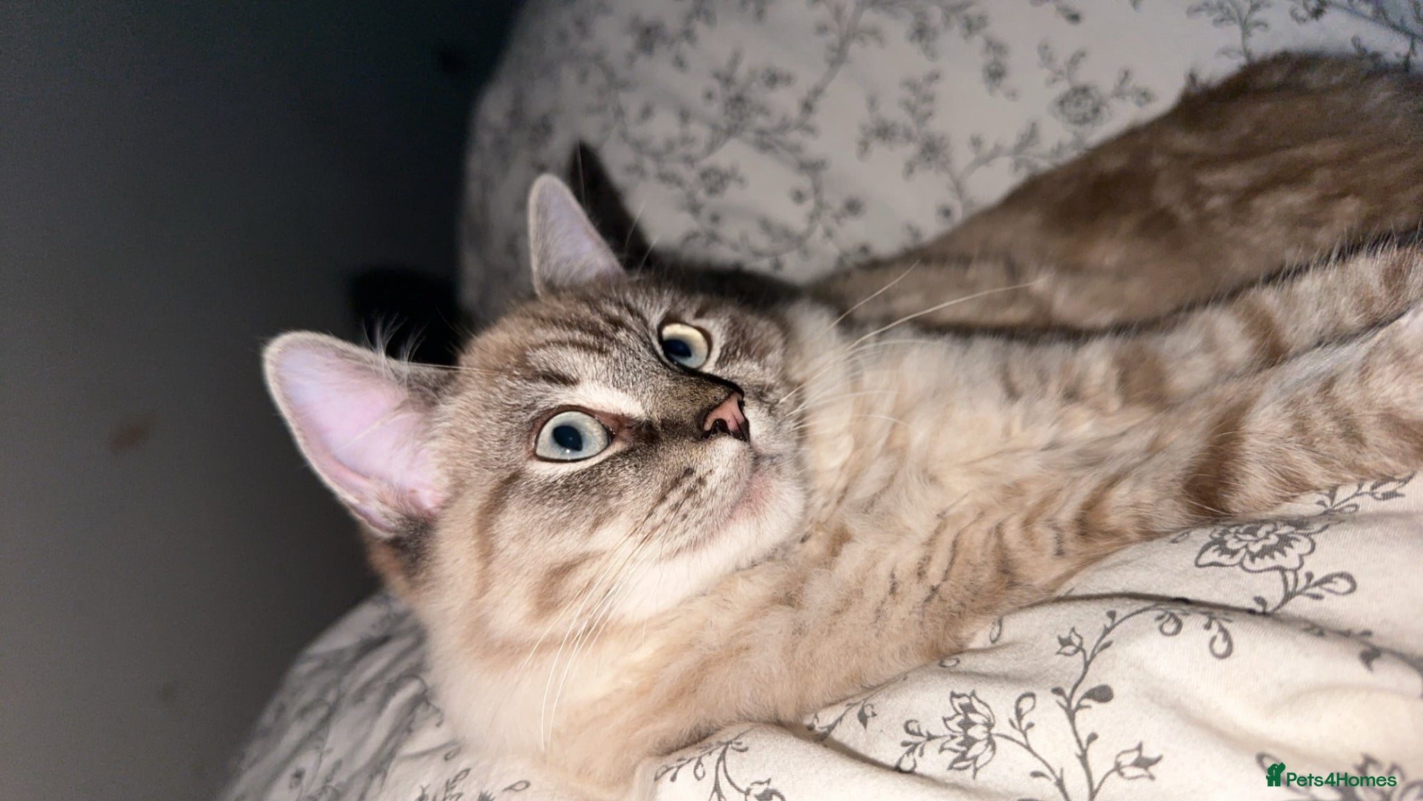 Mixed Breed cats for sale: Ragdoll mix male cat  - Advert 2