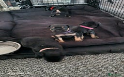 Mixed Breed dogs for sale: 4 french bulldog x boarder terror girls  - Image 17