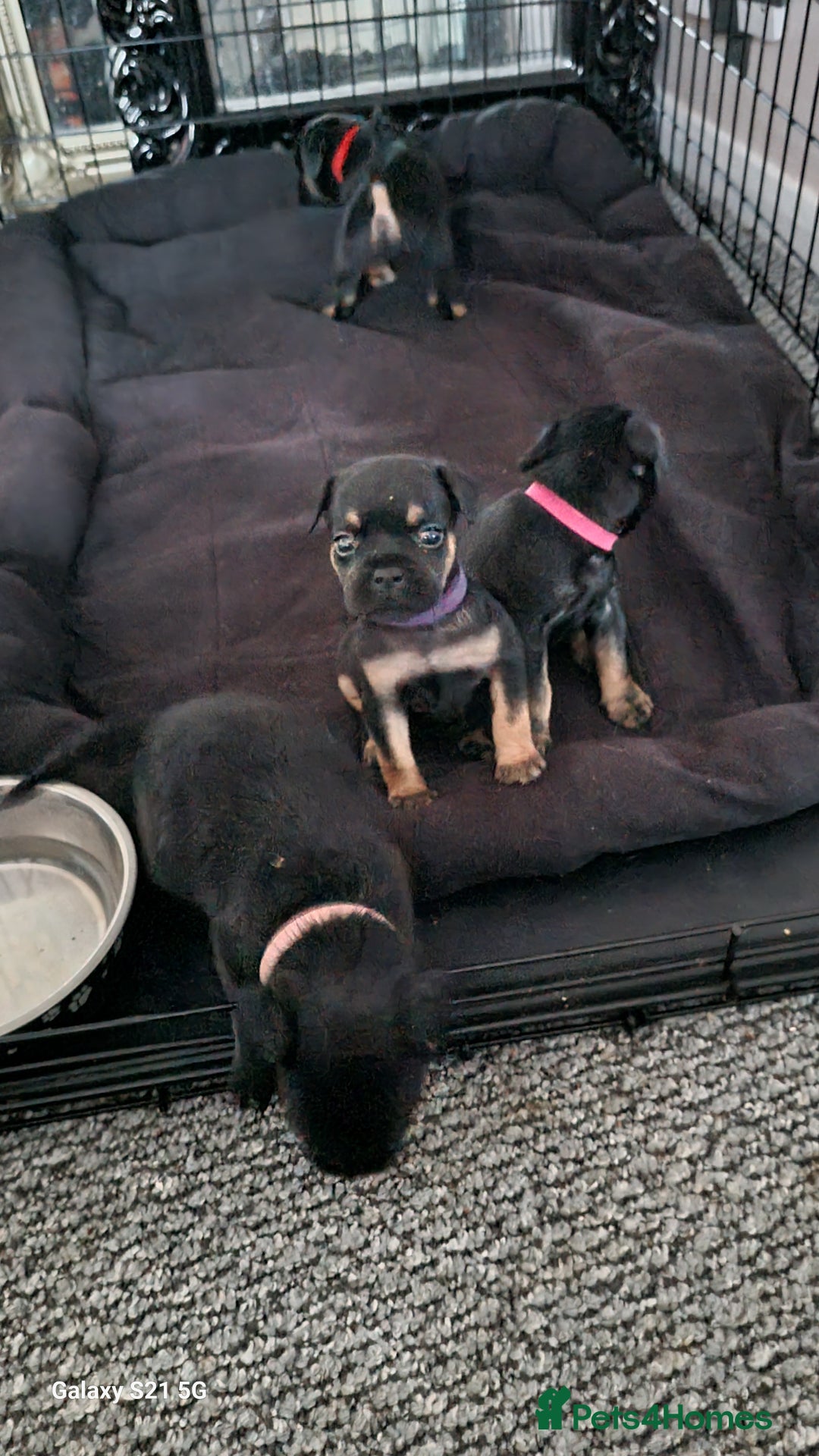 Mixed Breed dogs for sale: 4 french bulldog x boarder terror girls  - Image 17