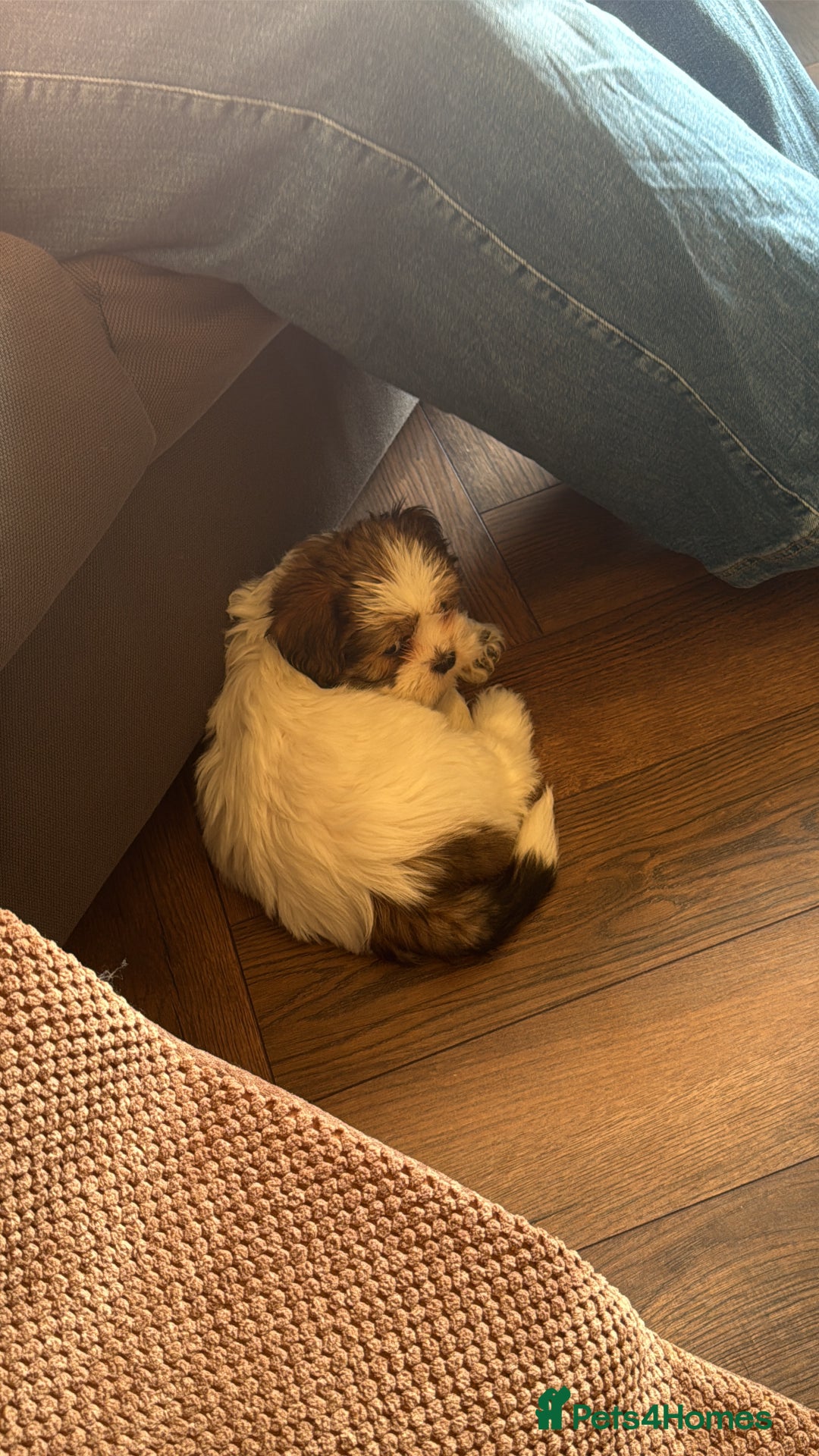 Shih Tzu dogs for sale: 🐾 Beautiful Shih Tzu Puppy - Advert 6