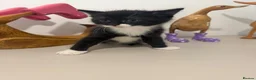 British Shorthair cats for sale: READY NOW Kittens  - Advert 17