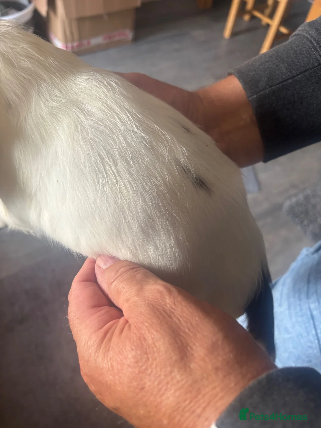 English Springer Spaniel dogs for sale: Miggers pup  - Advert 5