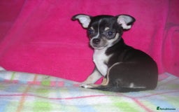 Chihuahua dogs for sale: Pedigree Chihuahua puppies - Image 2