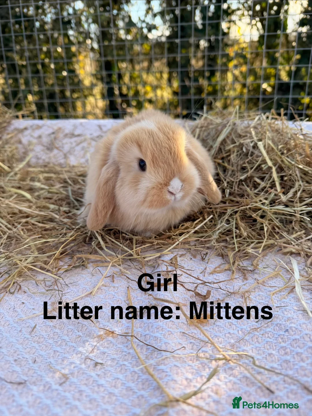 Mini Lop rabbits for sale: Gorgeous mini Lop babies  - Advert 24