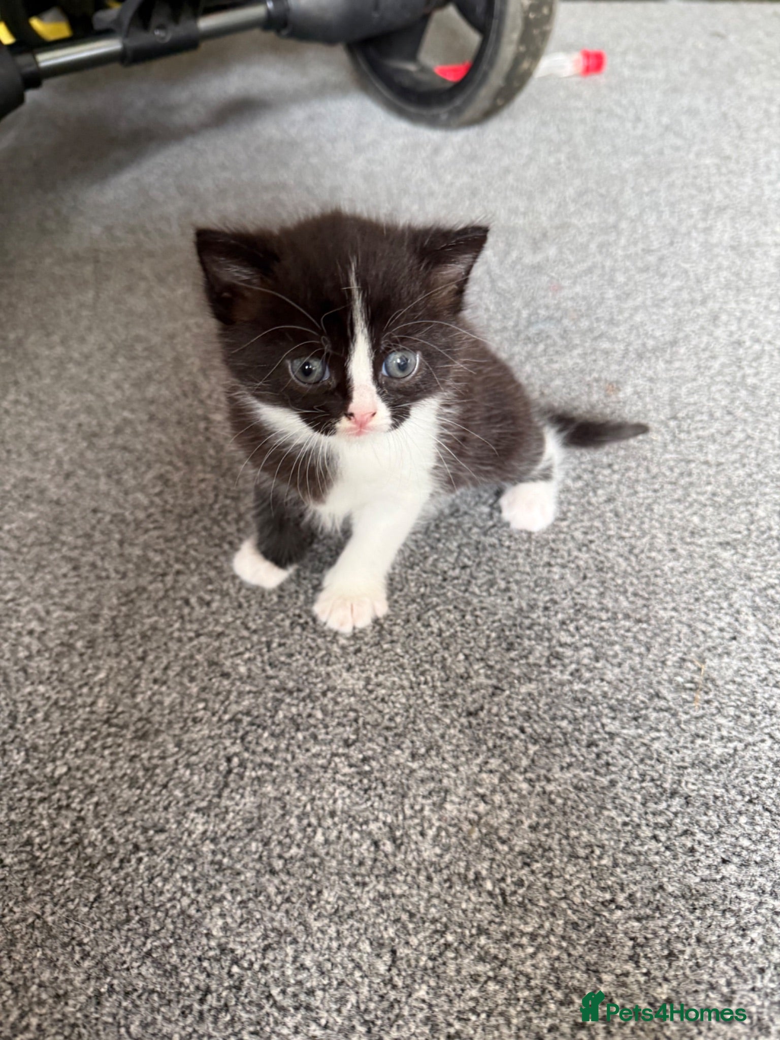 Ragdoll cats Beautiful 8 Week Old Kittens – Ready to leave  - Advert 1