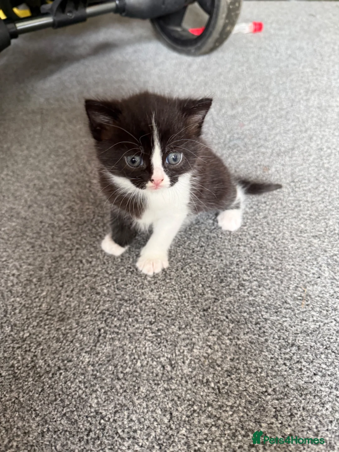 Ragdoll cats for sale: Beautiful 8 Week Old Kittens – Ready to leave  - Advert 1