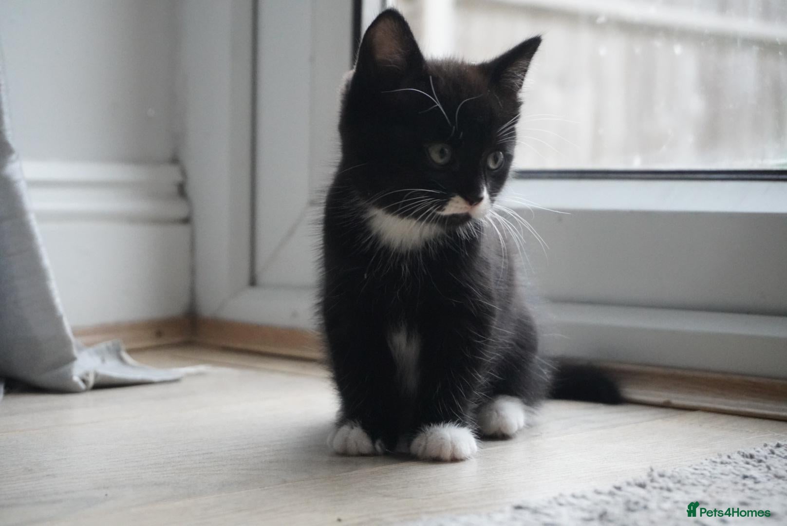 Mixed Breed cats Four adorable playful kittens for sale - Advert 2