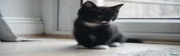 Mixed Breed cats for sale: Four adorable playful kittens for sale - Advert 1