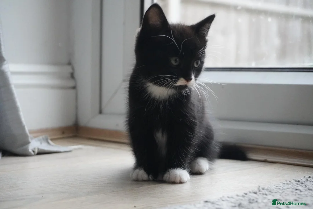 Mixed Breed cats for sale: Four adorable playful kittens for sale - Advert 1