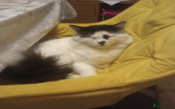 Mixed Breed cats for sale: Amazing kitten's  - Advert 20