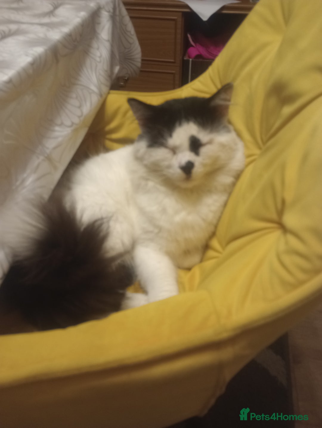 Mixed Breed cats for sale: Amazing kitten's  - Advert 20