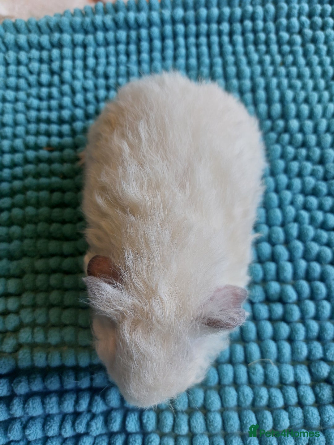 Guinea Pig rodents for sale: Texel baby guineapigs  - Advert 8