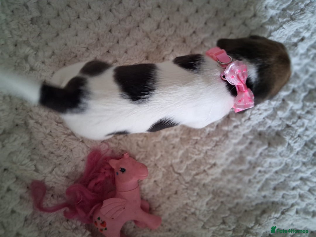 Beagle dogs for sale: KC Registered beagle puppies - Image 31