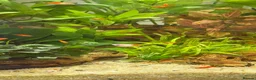 Platies fish for sale: Platy Adolescents  - Advert 3