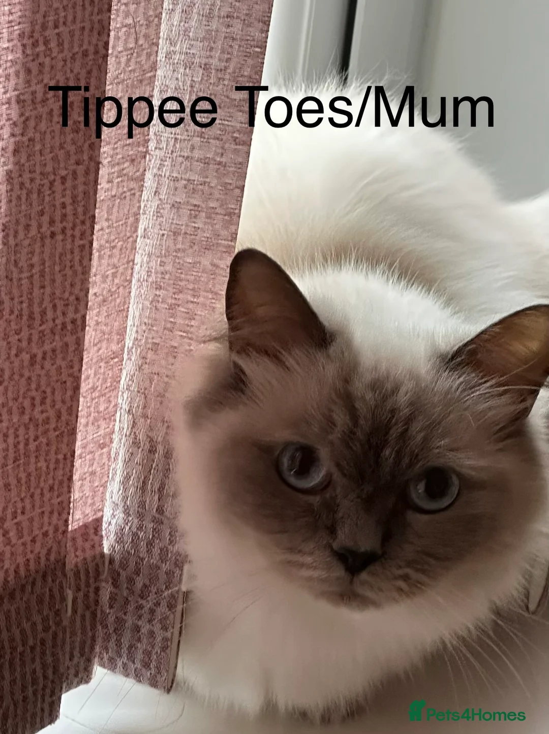 Ragdoll cats for sale: Blue Point & Choc Point Pure Bicolour Ragdolls - Advert 2
